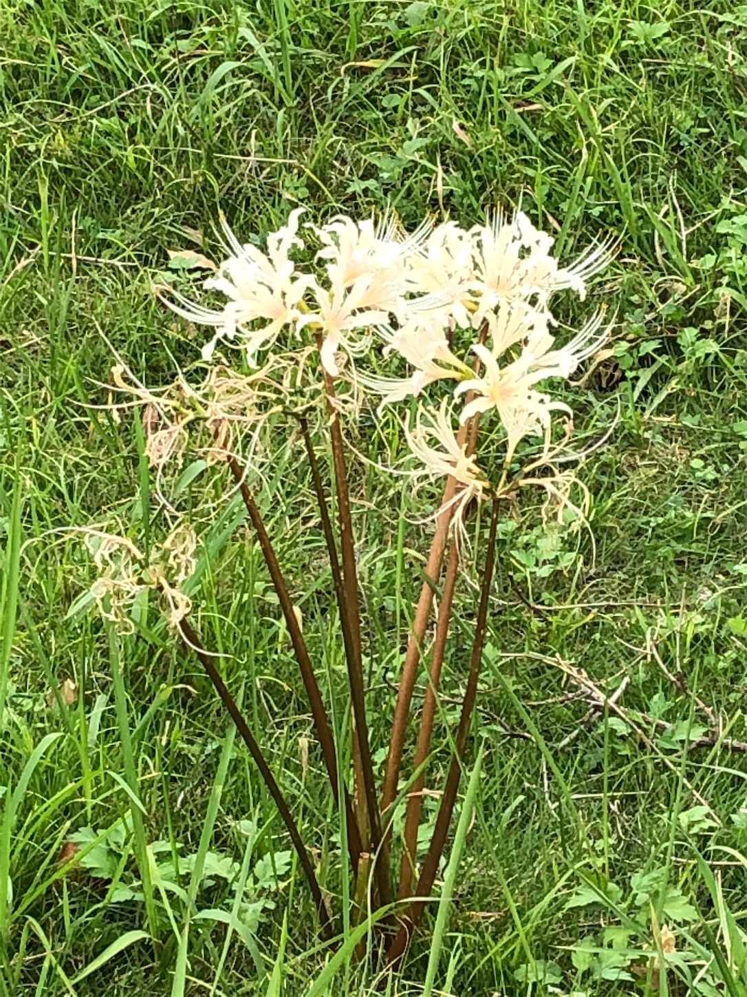 f:id:sobanikutama:20190928202451j:image