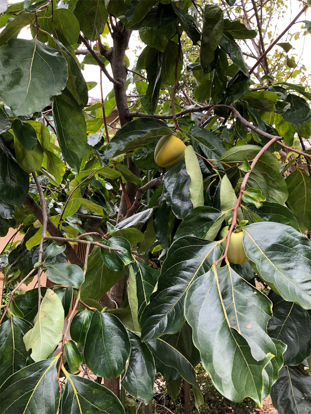 f:id:sobanikutama:20190929111850j:image