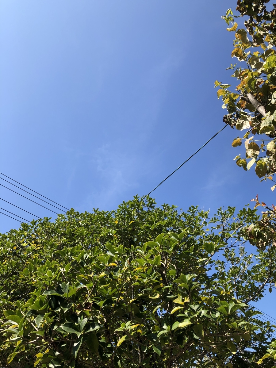 f:id:sobanikutama:20200818101640j:plain f:id:sobanikutama:20200818101640j:plain