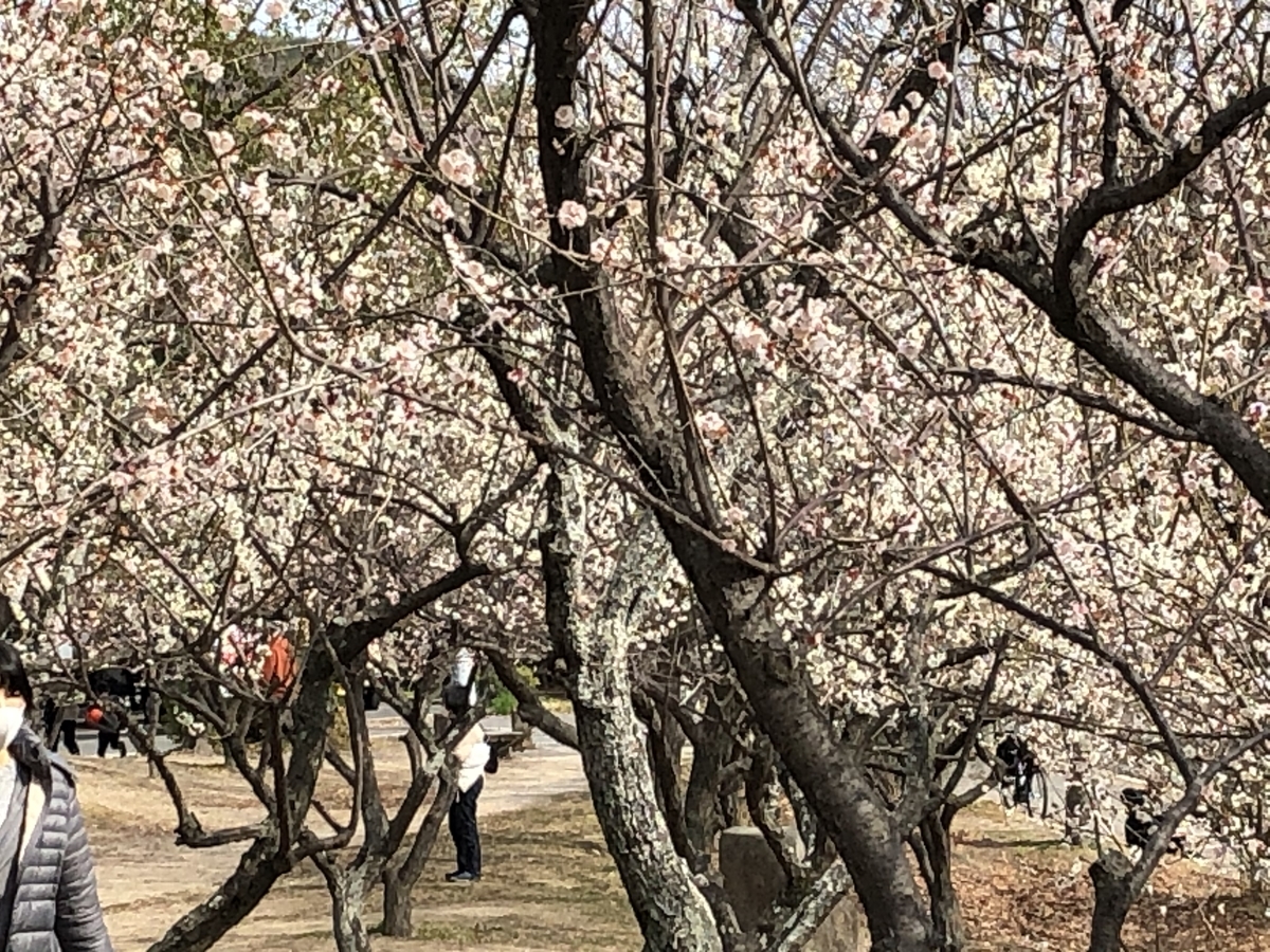 f:id:sobanikutama:20210303074918j:plain