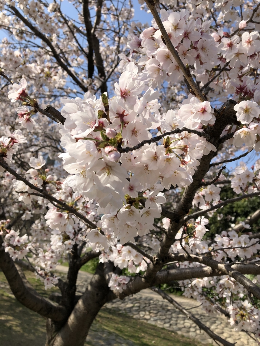f:id:sobanikutama:20210326101754j:plain