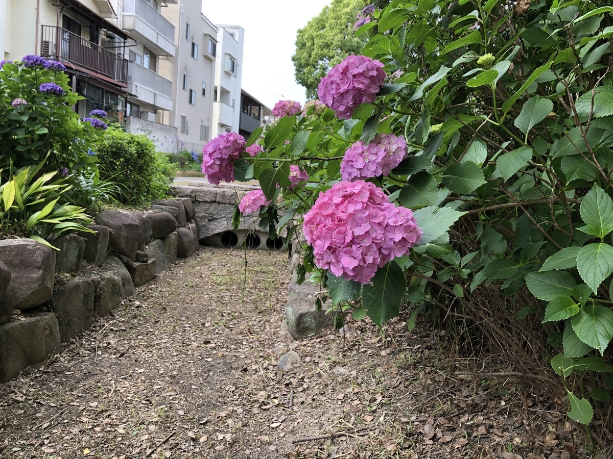 f:id:sobanikutama:20210607035106j:plain