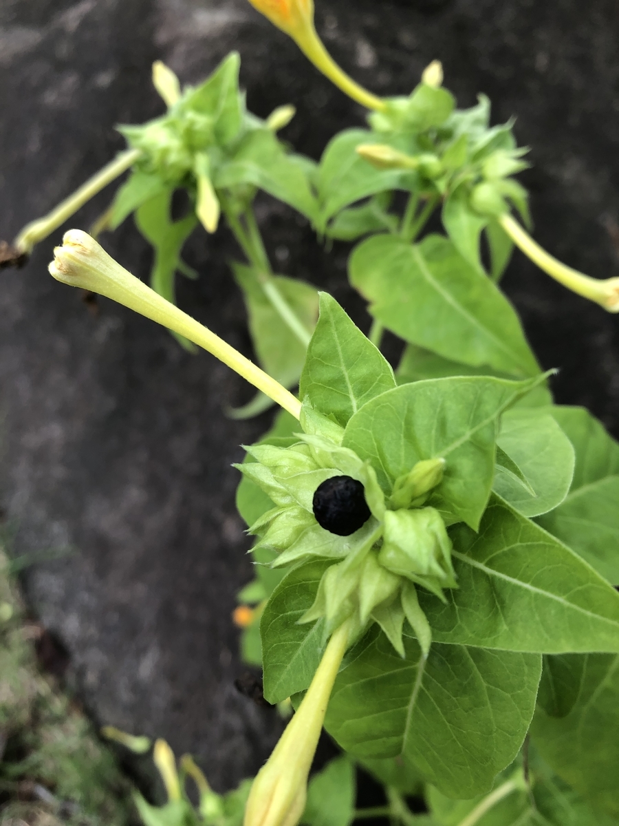 f:id:sobanikutama:20210908082120j:plain