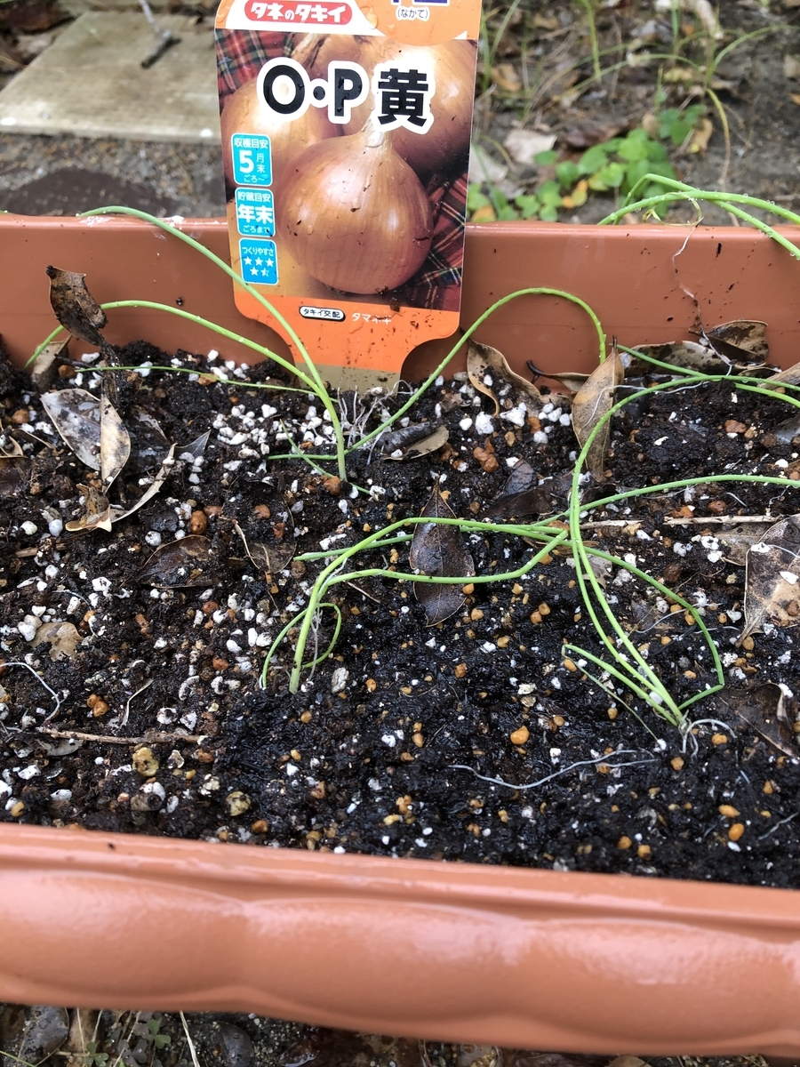 f:id:sobanikutama:20211112095846j:plain