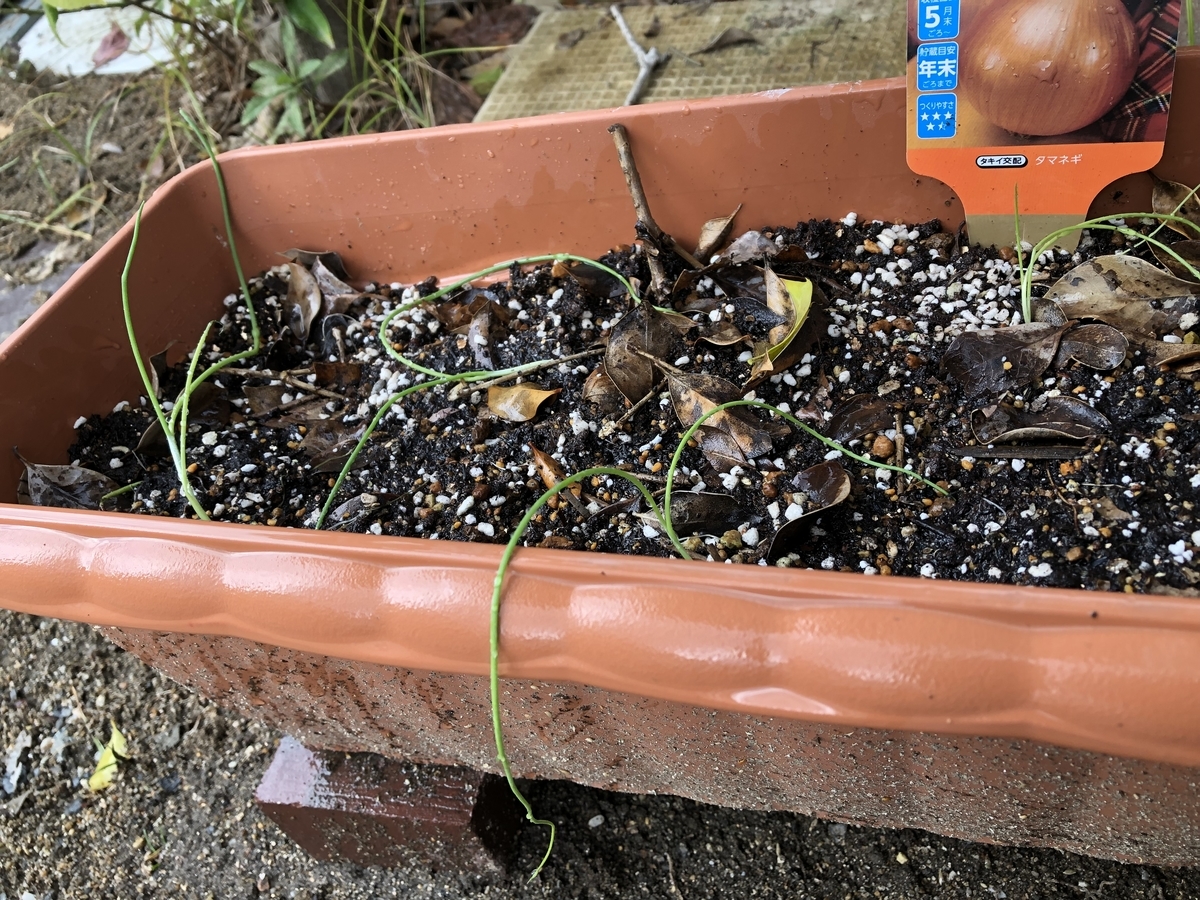 f:id:sobanikutama:20211112095944j:plain