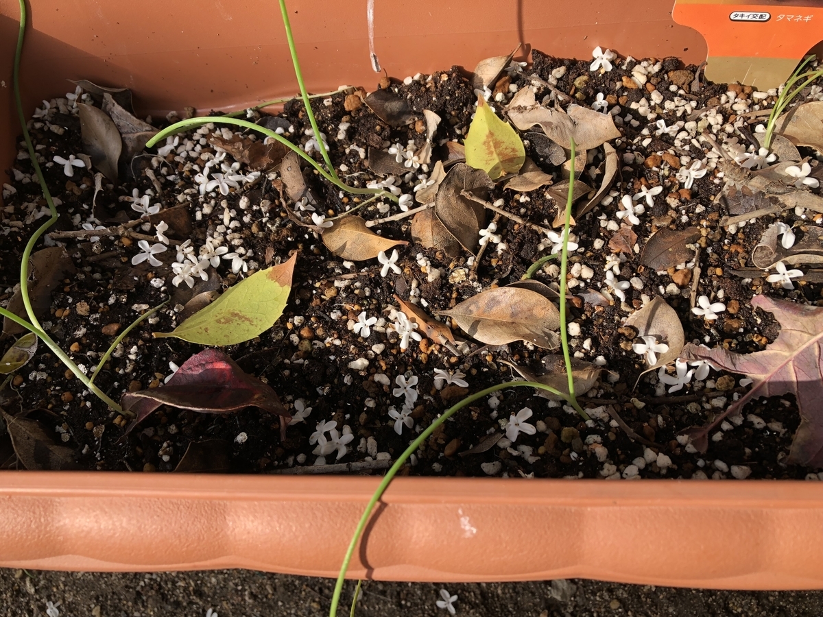 f:id:sobanikutama:20211112101003j:plain