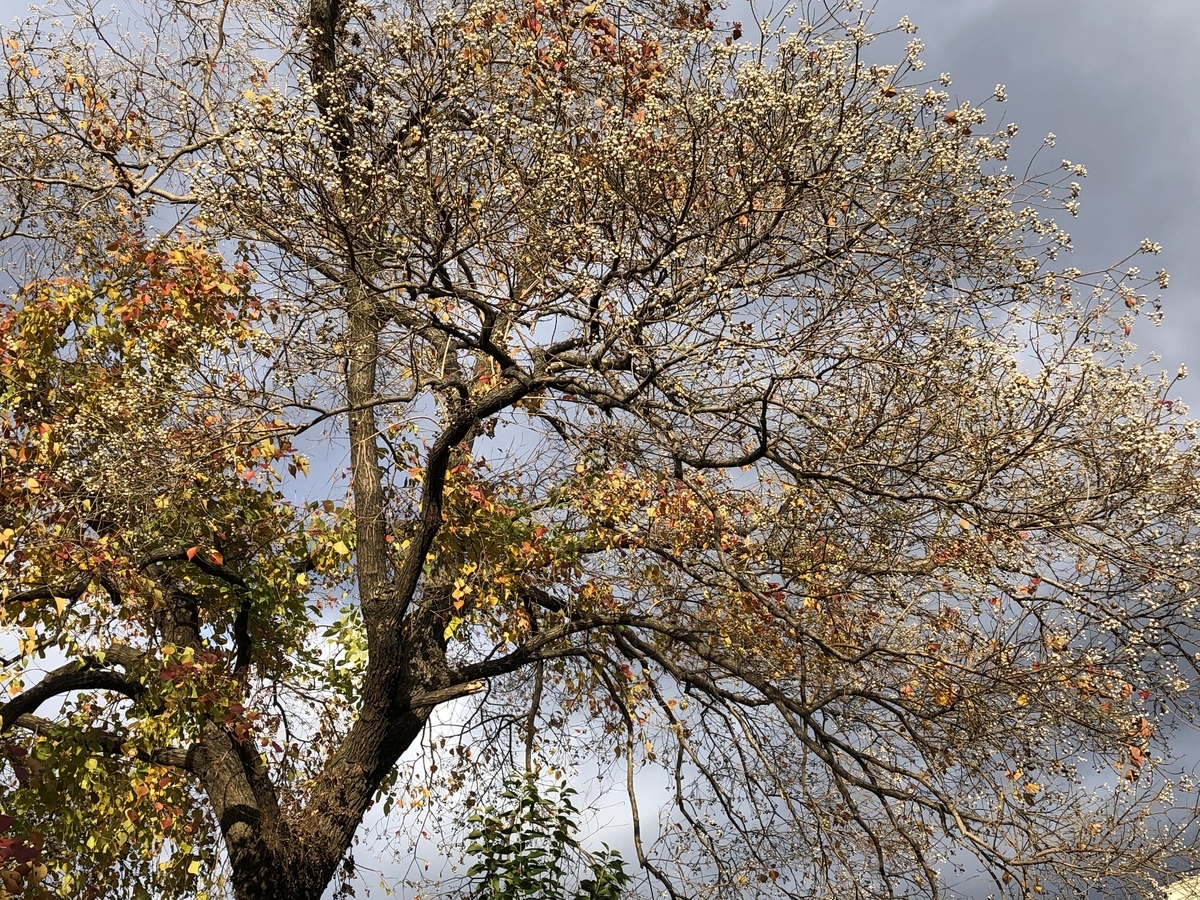 f:id:sobanikutama:20211208093429j:plain