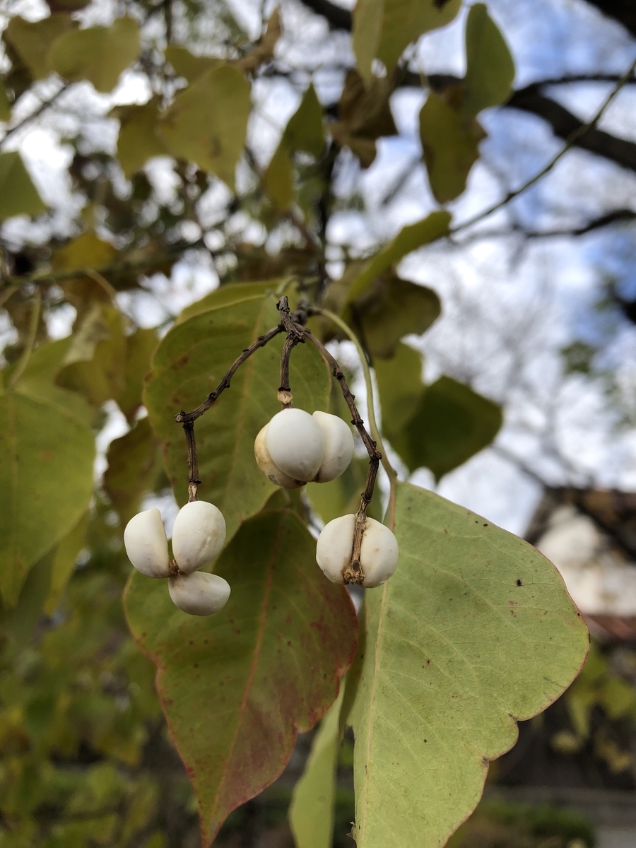 f:id:sobanikutama:20211208093510j:plain