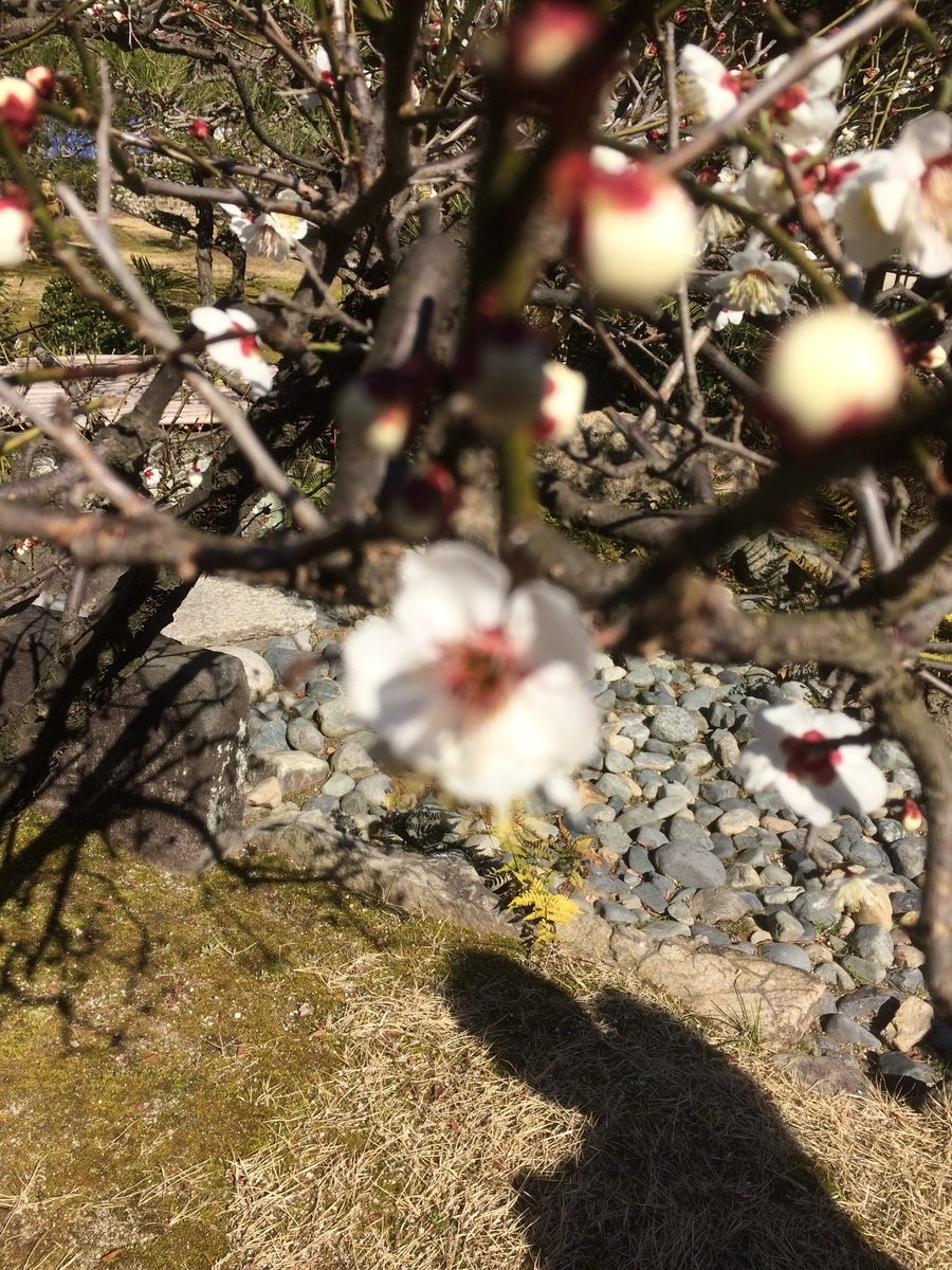 f:id:sobanikutama:20220219194250j:plain