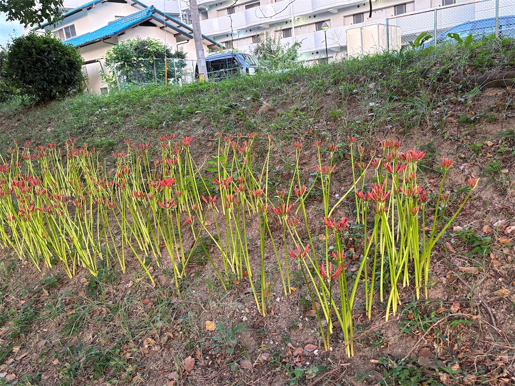 f:id:sobanikutama:20240929215912j:image