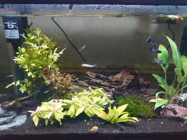 グッピーとは 動植物の人気 最新記事を集めました はてな
