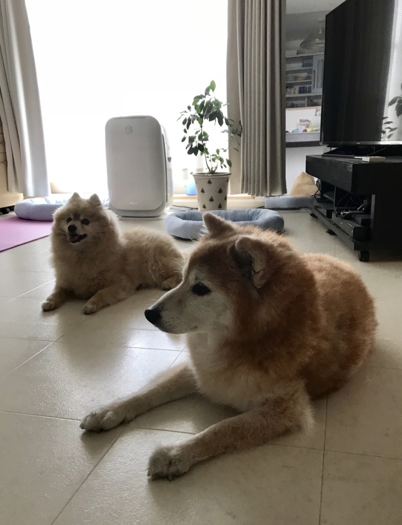 f:id:sobochuku57:20180602150636j:plain f:id:sobochuku57:20180602150636j:plain