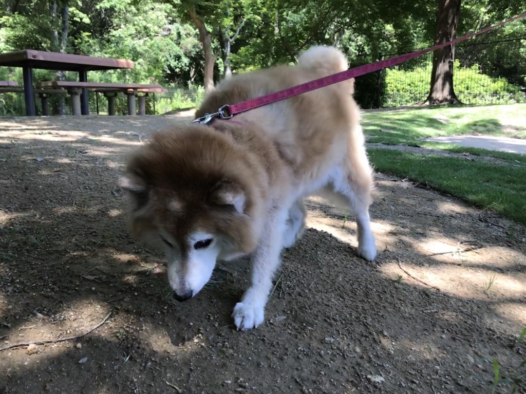 f:id:sobochuku57:20180602150919j:plain f:id:sobochuku57:20180602150919j:plain
