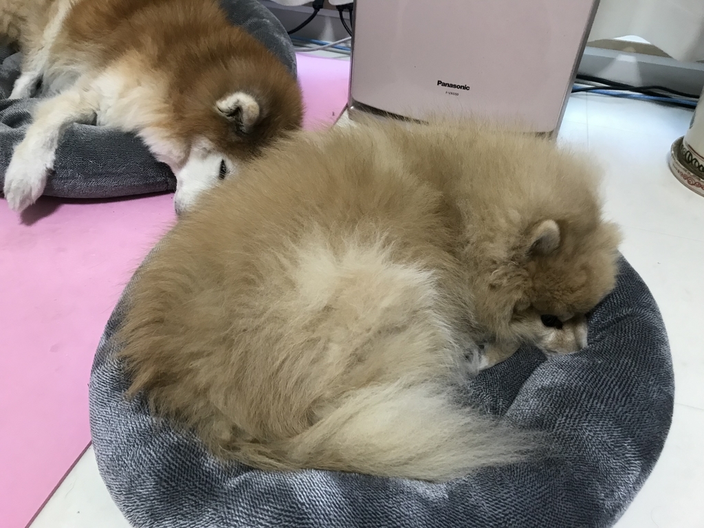 f:id:sobochuku57:20181210220940j:plain