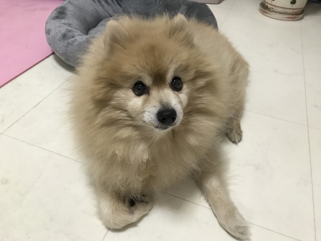 f:id:sobochuku57:20181210230328j:plain