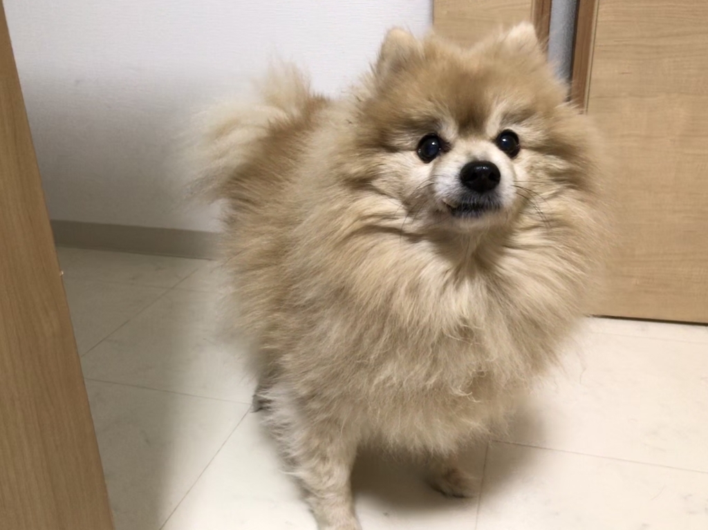 f:id:sobochuku57:20181226222520j:plain f:id:sobochuku57:20181226222520j:plain