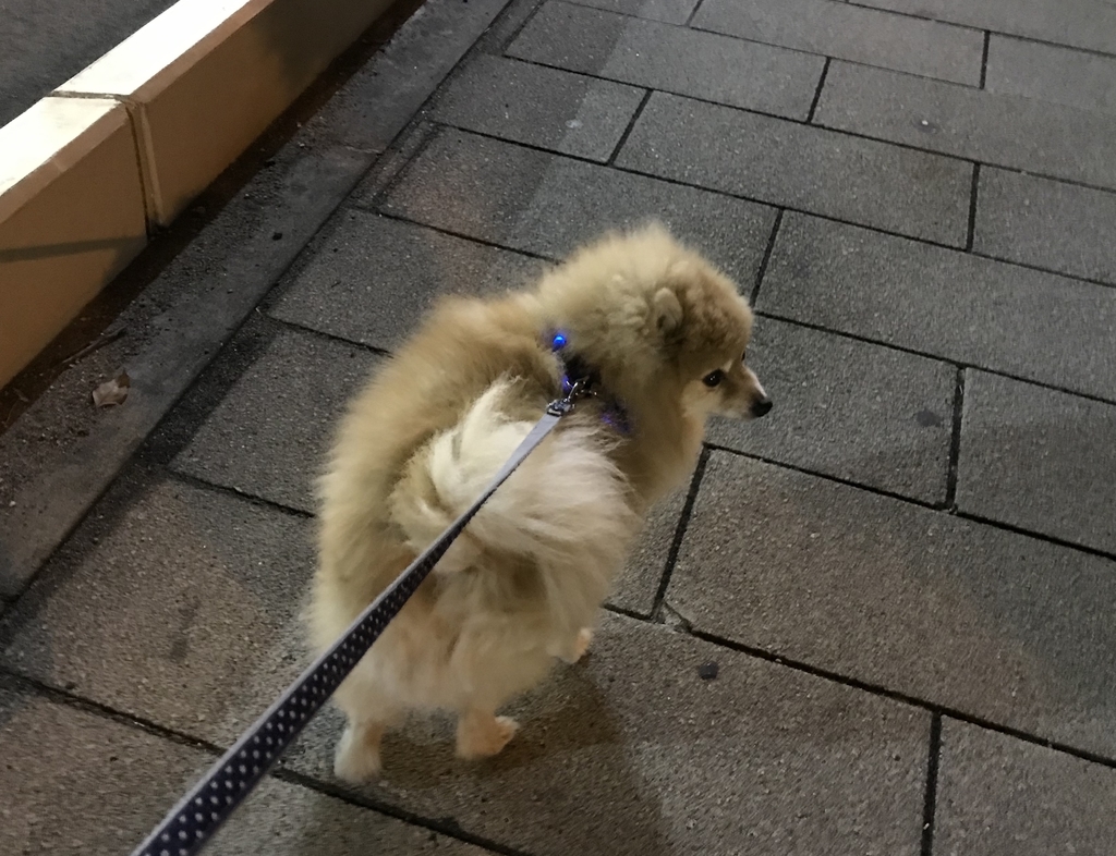 f:id:sobochuku57:20181226222740j:plain f:id:sobochuku57:20181226222740j:plain
