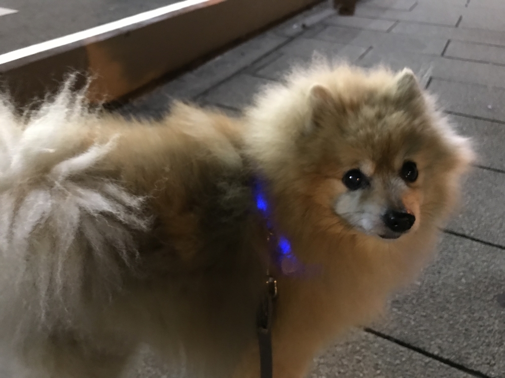 f:id:sobochuku57:20181226222803j:plain f:id:sobochuku57:20181226222803j:plain