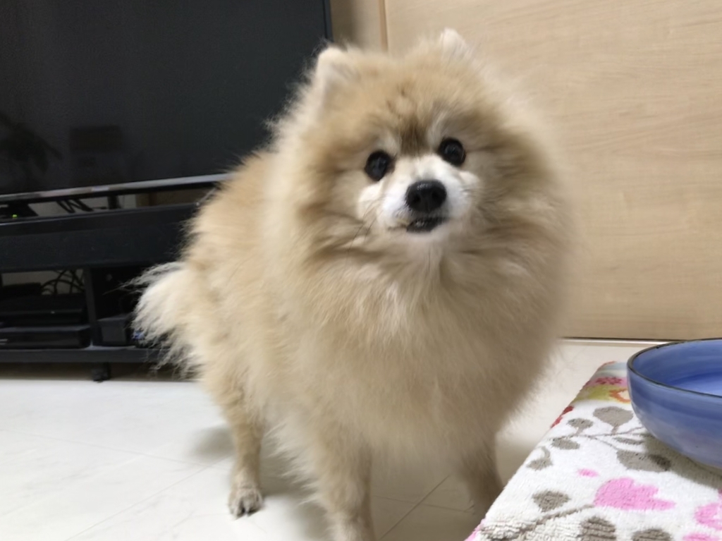 f:id:sobochuku57:20181226223130j:plain f:id:sobochuku57:20181226223130j:plain