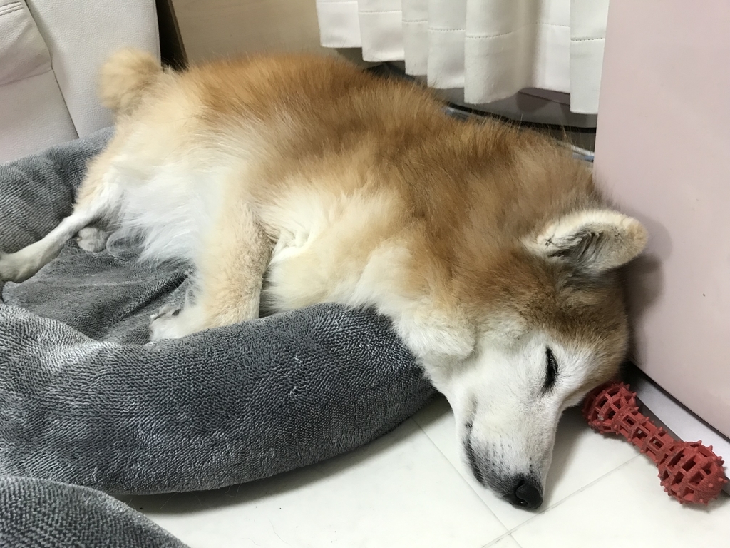 f:id:sobochuku57:20181229223745j:plain