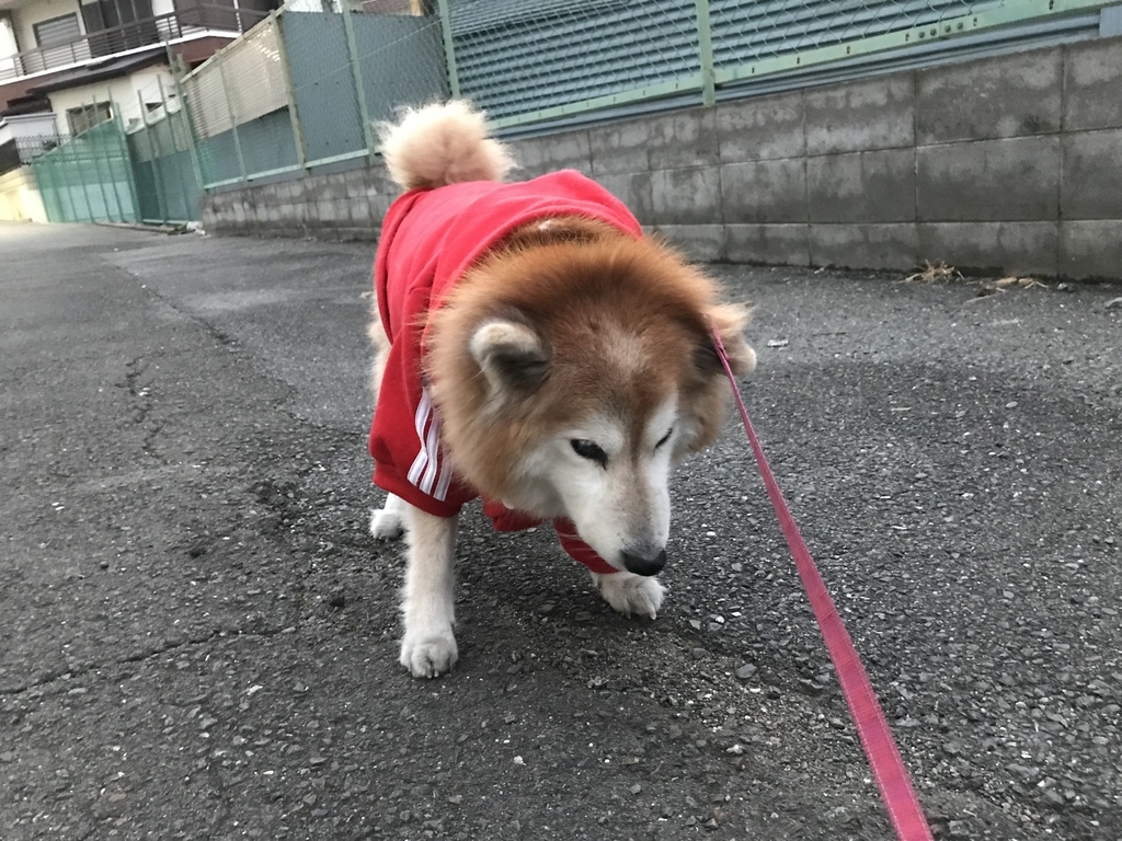 f:id:sobochuku57:20190208214607j:plain f:id:sobochuku57:20190208214607j:plain