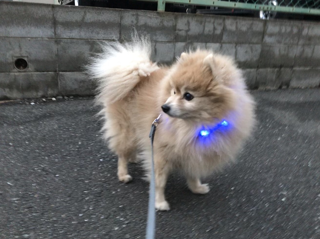 f:id:sobochuku57:20190208214700j:plain f:id:sobochuku57:20190208214700j:plain