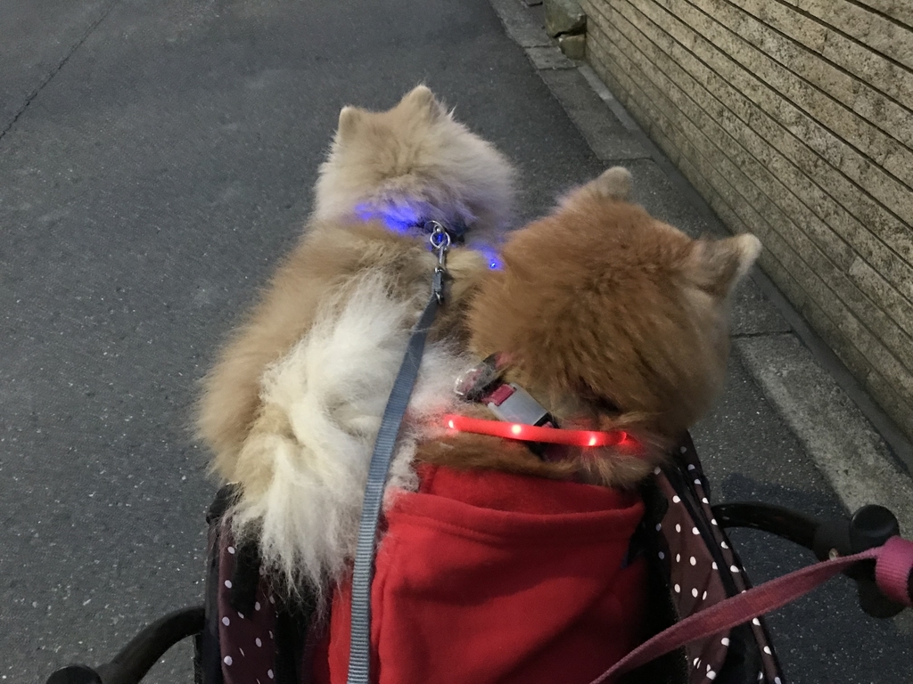 f:id:sobochuku57:20190208214722j:plain f:id:sobochuku57:20190208214722j:plain