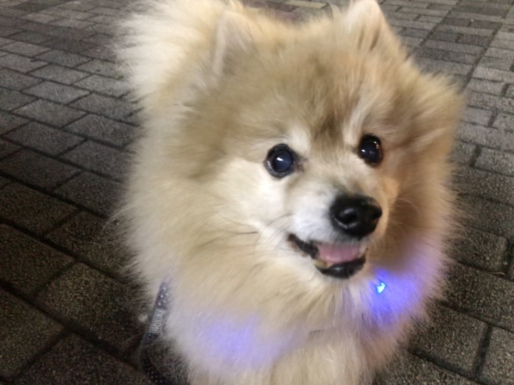 f:id:sobochuku57:20190208214840j:plain f:id:sobochuku57:20190208214840j:plain