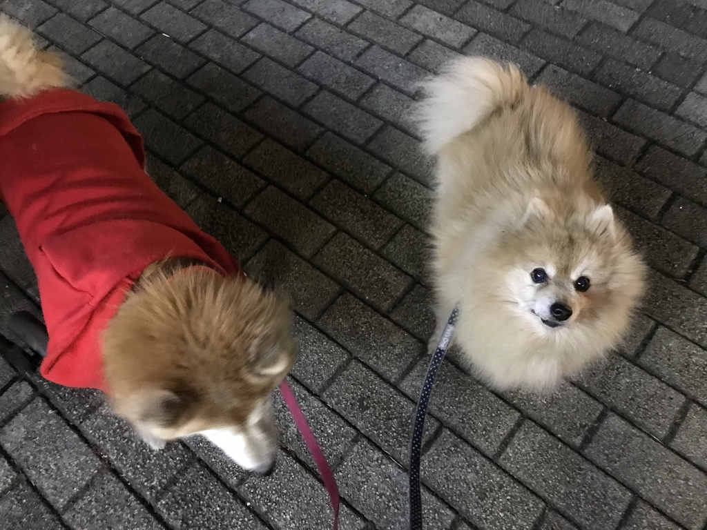 f:id:sobochuku57:20190208214914j:plain f:id:sobochuku57:20190208214914j:plain