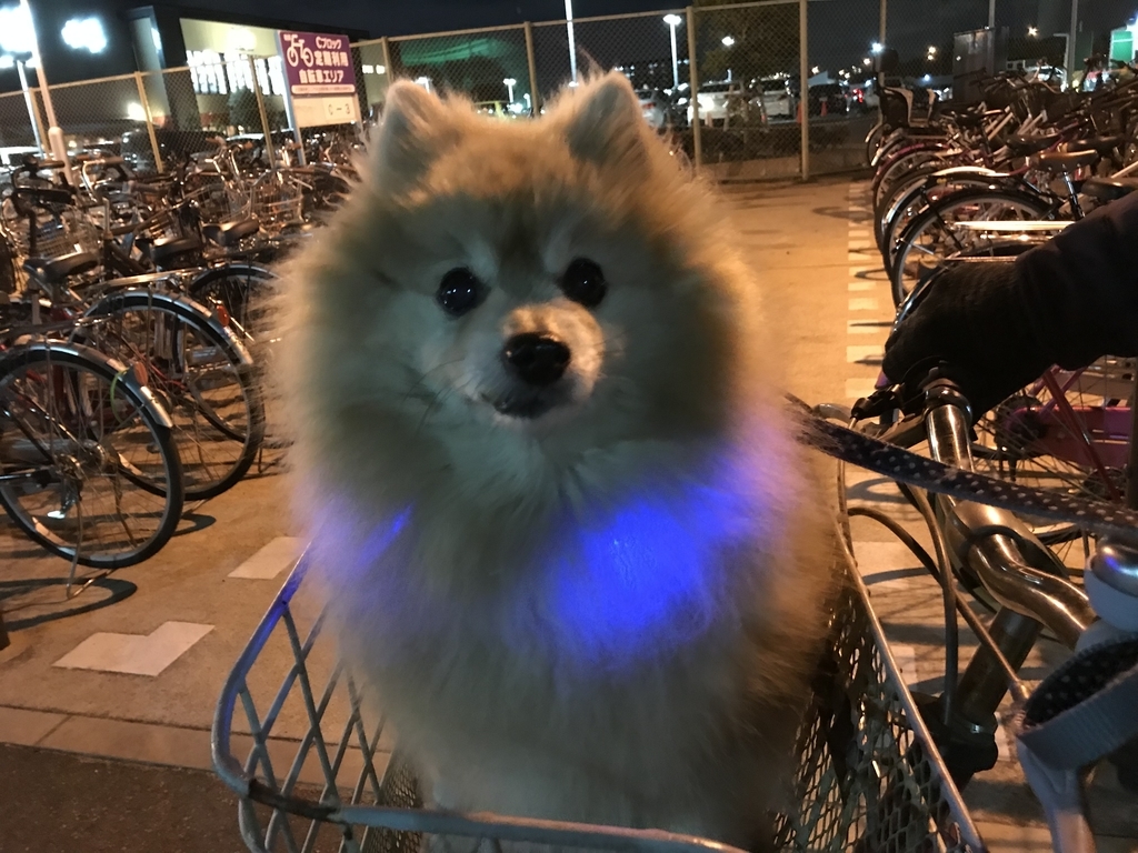 f:id:sobochuku57:20190208214957j:plain f:id:sobochuku57:20190208214957j:plain
