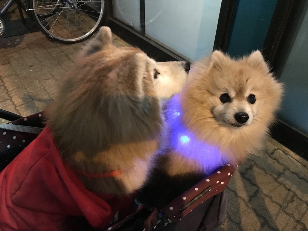 f:id:sobochuku57:20190208215020j:plain f:id:sobochuku57:20190208215020j:plain