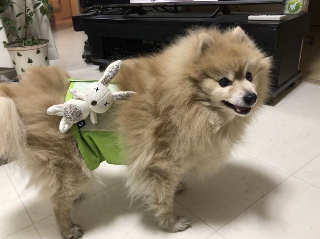 f:id:sobochuku57:20190208215045j:plain f:id:sobochuku57:20190208215045j:plain