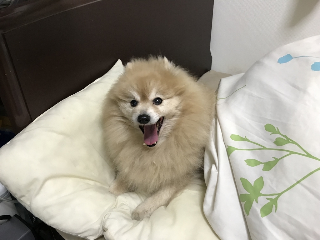 f:id:sobochuku57:20190209005522j:plain f:id:sobochuku57:20190209005522j:plain