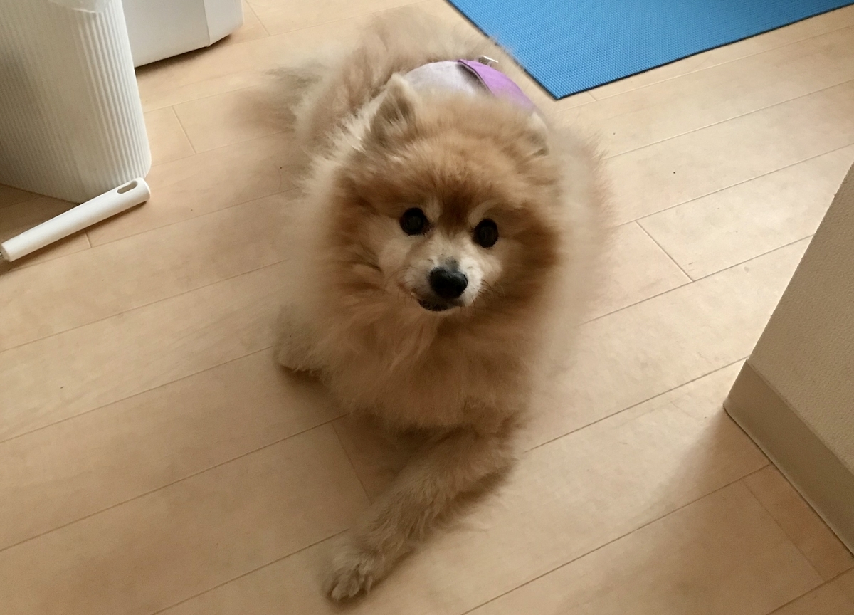 f:id:sobochuku57:20190707190445j:plain f:id:sobochuku57:20190707190445j:plain