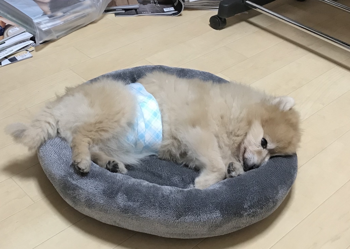 f:id:sobochuku57:20191128010837j:plain f:id:sobochuku57:20191128010837j:plain