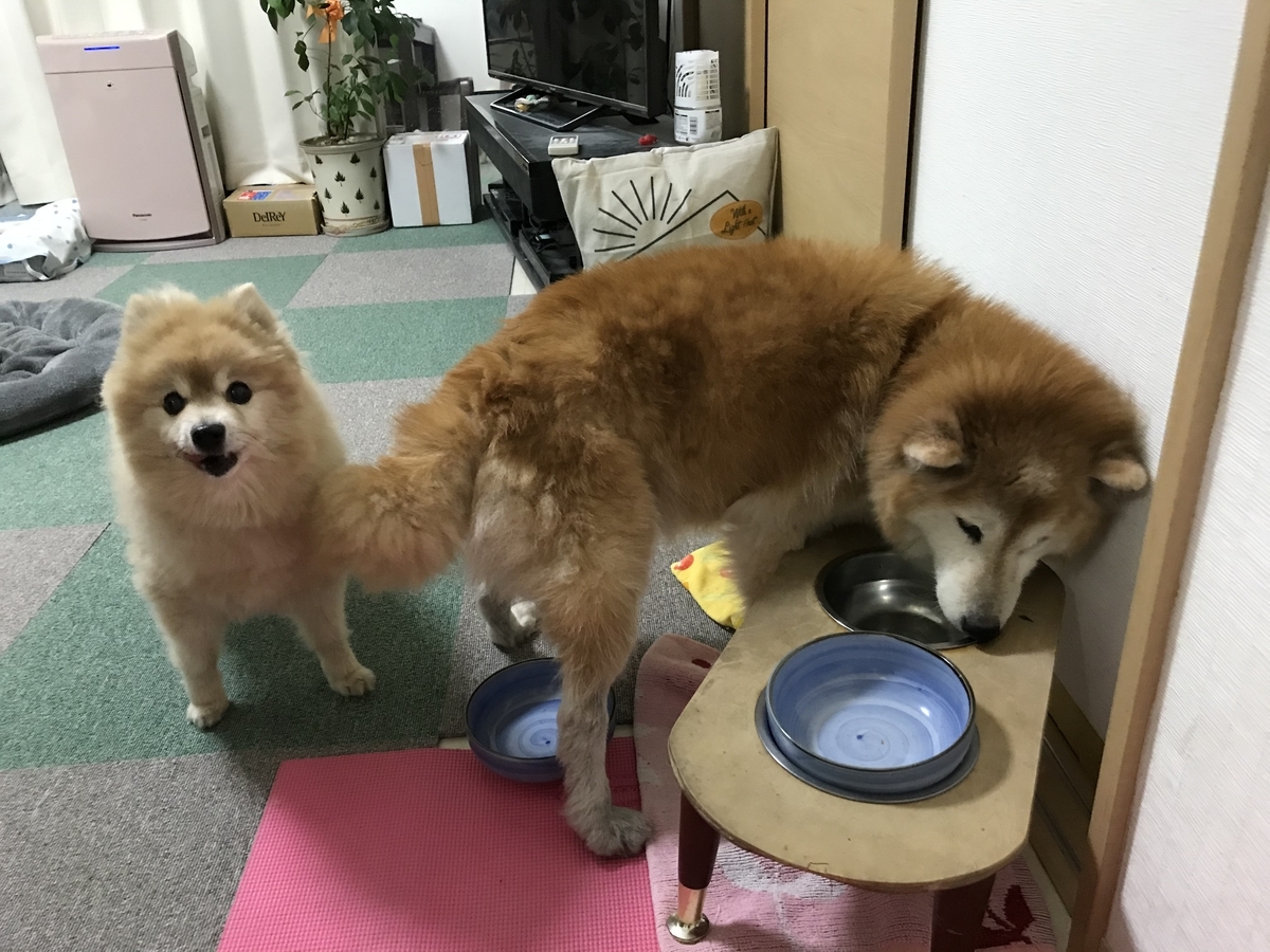 f:id:sobochuku57:20191128010914j:plain f:id:sobochuku57:20191128010914j:plain