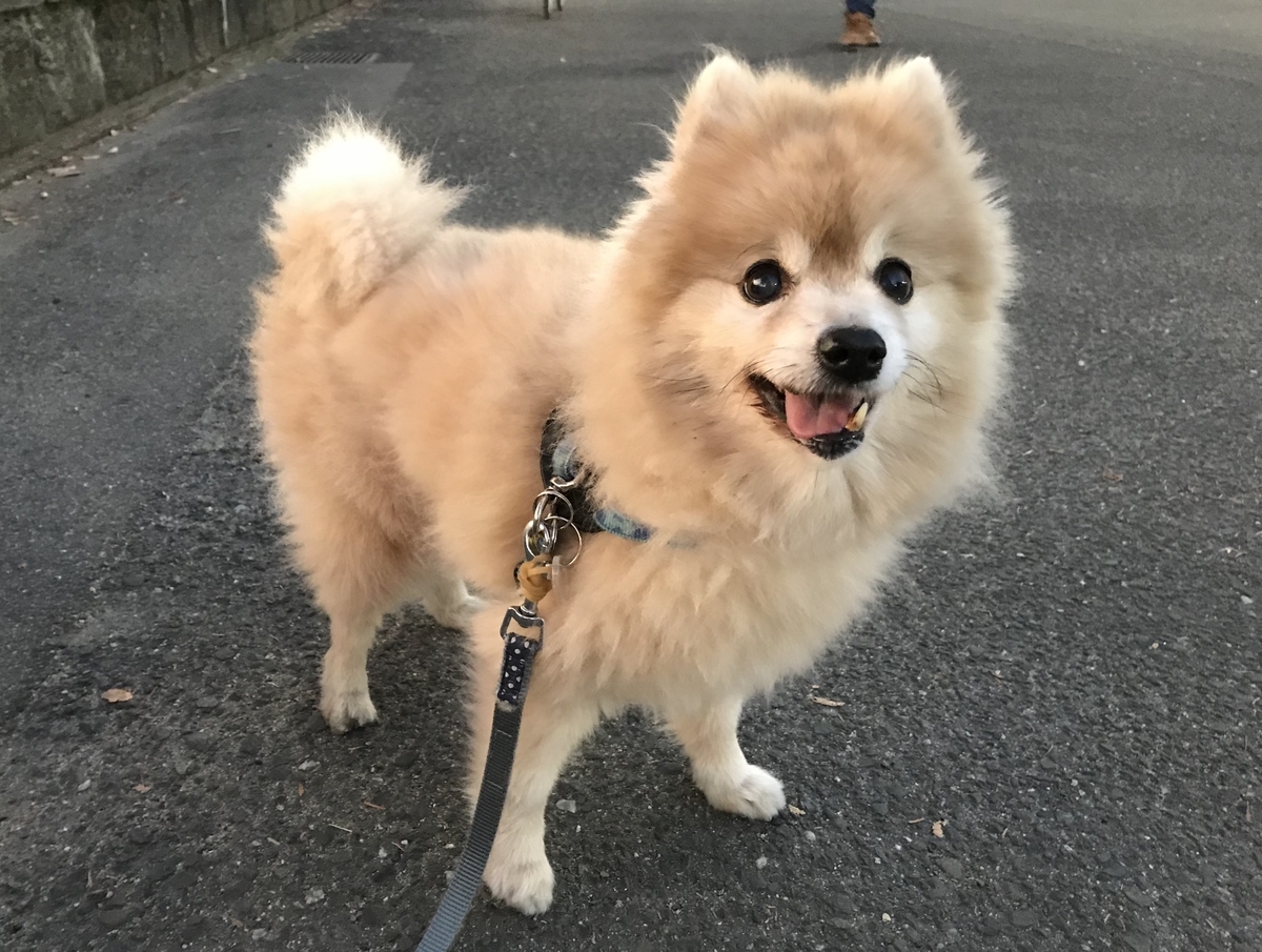 f:id:sobochuku57:20191218223020j:plain f:id:sobochuku57:20191218223020j:plain