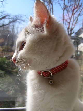 f:id:sobolog:20090116100844j:image