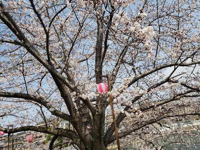 f:id:socc22__nzm:20200210211344j:image