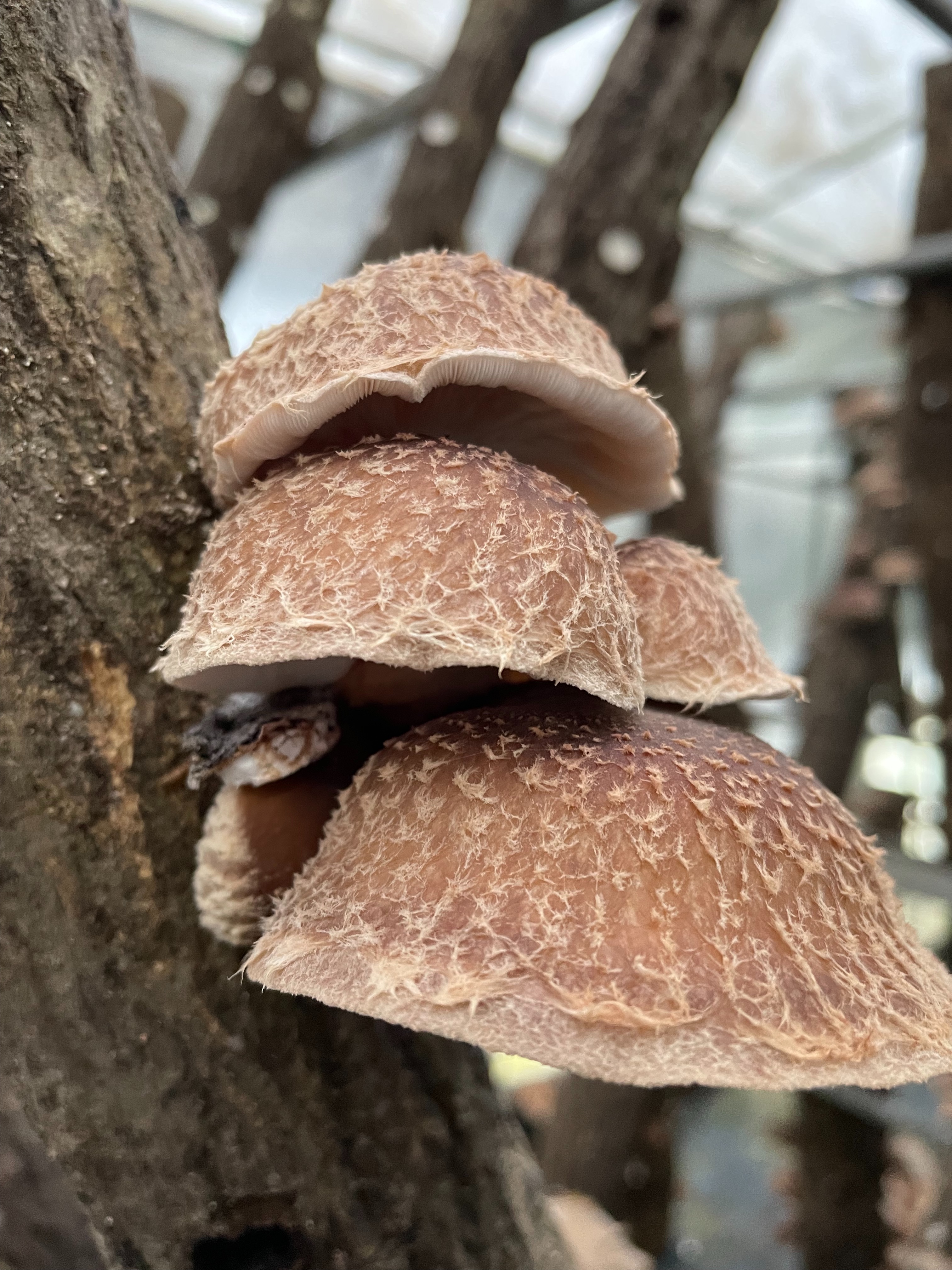 f:id:social_welfare:20231203204637j:image