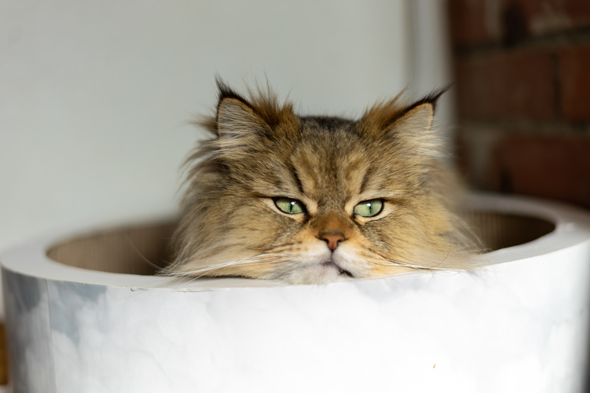 f:id:socialen:20200705211458j:plain