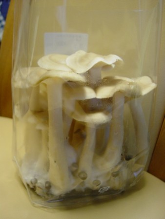 f:id:sociologicls:20100307163842j:image f:id:sociologicls:20100307163842j:image