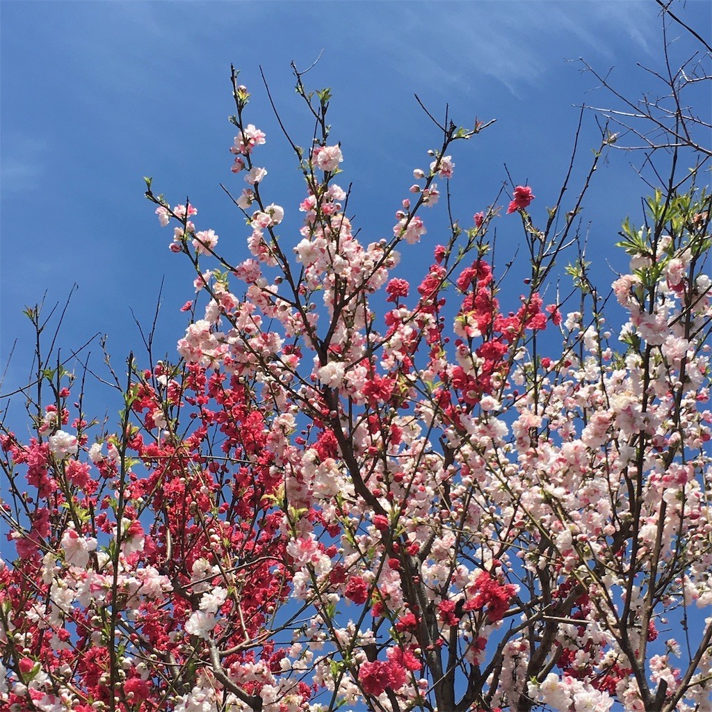 f:id:sociologicls:20190413183851j:image f:id:sociologicls:20190413183851j:image