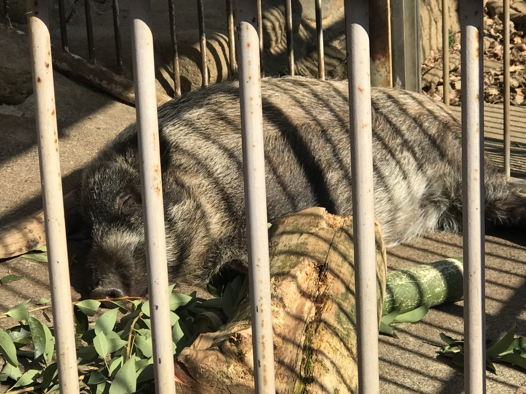 f:id:socius_lover:20190120153742j:plain