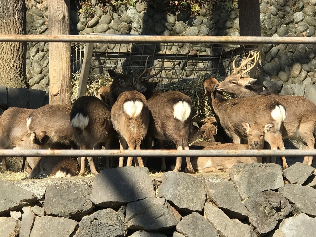 f:id:socius_lover:20190120153824j:plain