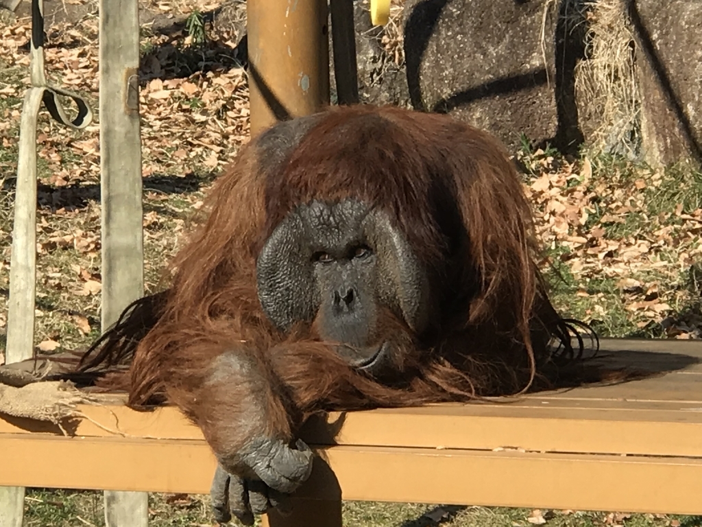 f:id:socius_lover:20190120154022j:plain