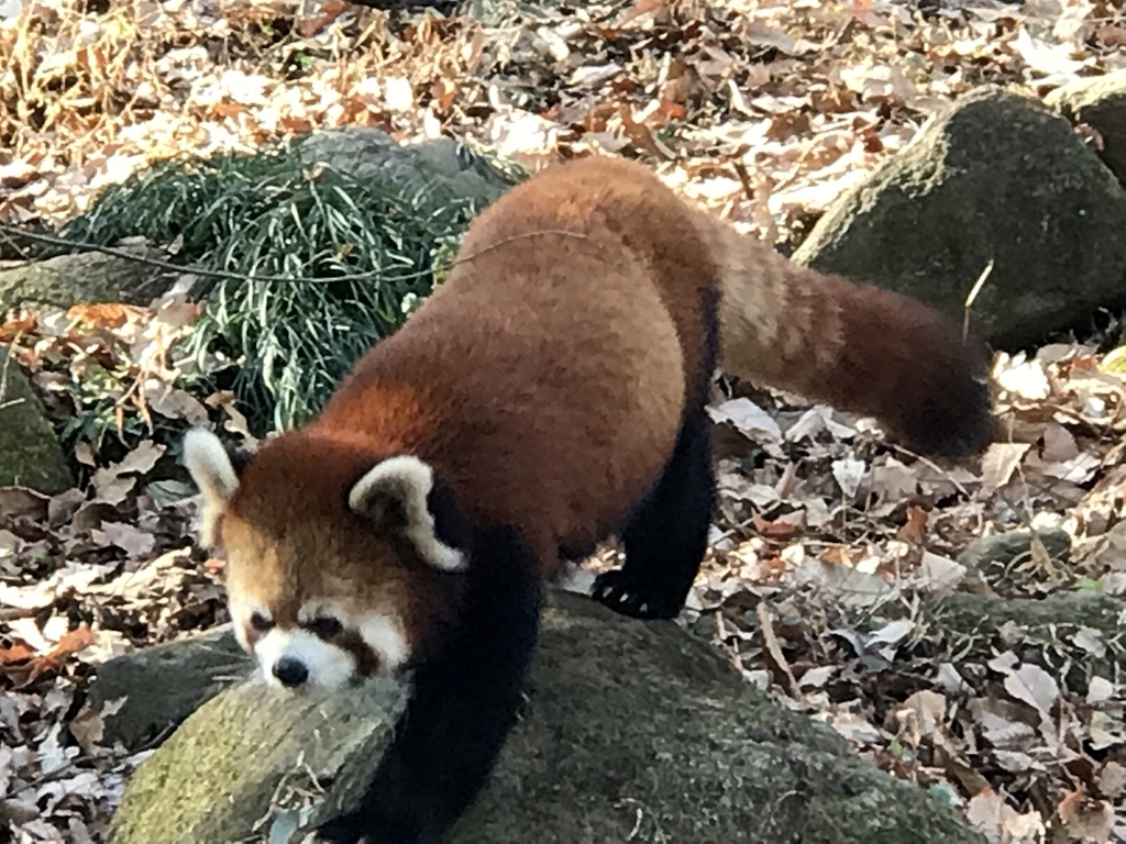 f:id:socius_lover:20190120154105j:plain