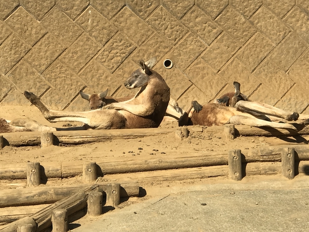 f:id:socius_lover:20190120154335j:plain