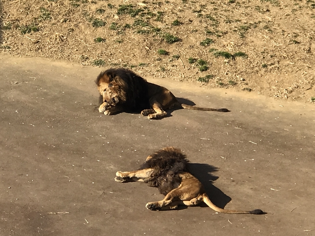 f:id:socius_lover:20190120154601j:plain