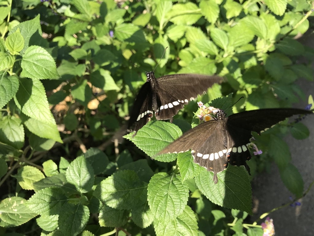 f:id:socius_lover:20190120154652j:plain